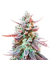 Original Glue (Nirvana Seeds)