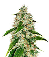 Kosher Kush Regular (Reserva Privada)