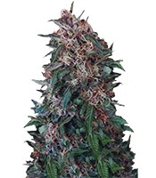 Hollands Hope regular (Dutch Passion)