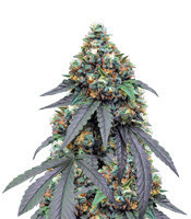 Gorila (Pyramid Seeds)