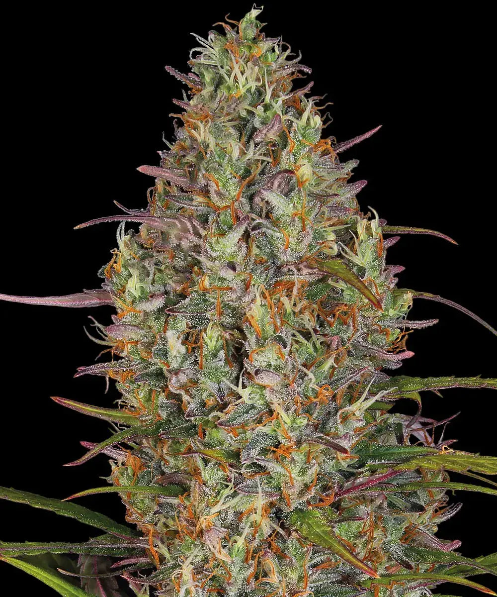 Barneys Farm Glue Gelato Auto - 1 Stück