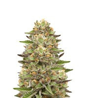 Green Gelato (Royal Queen Seeds)