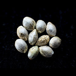 Runtz Auto - 10+3 Seed