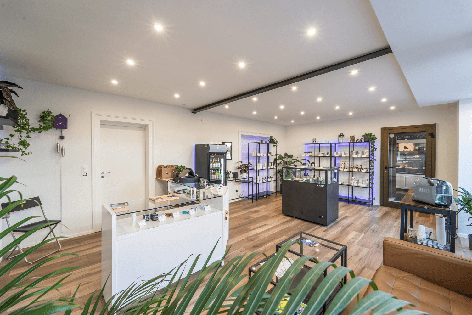 Purple Gorilla ✅ Titelbild