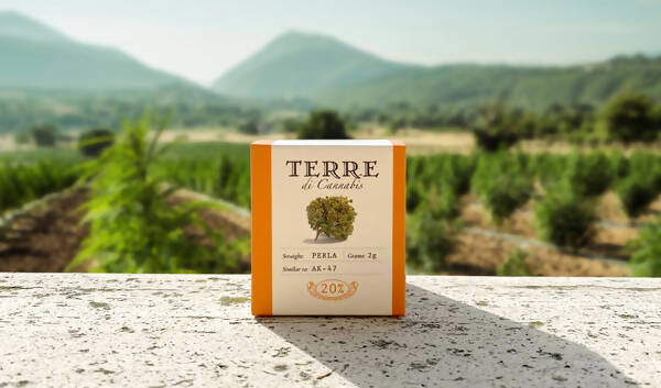 Terre di Cannabis Titelbild