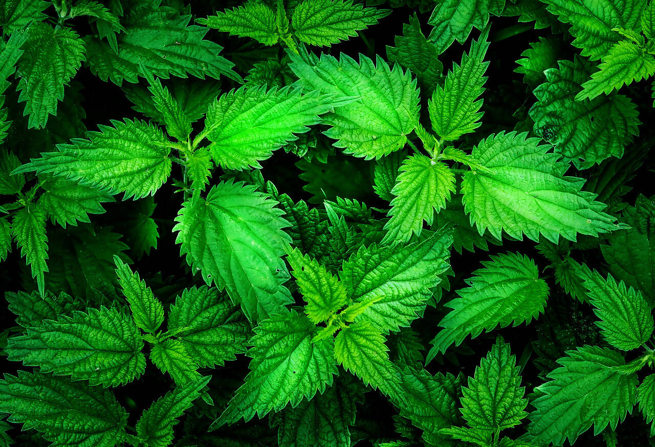 Wuchsmeister Titelbild